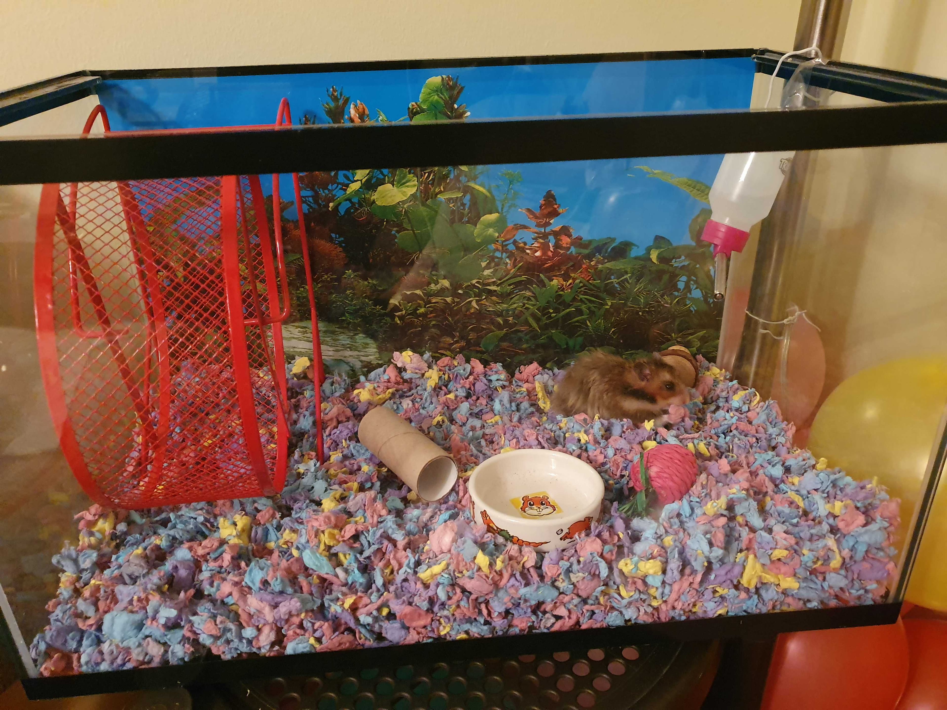 Lessons Learned From My Hamster